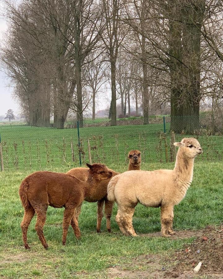 B&B De Rentmeesterhoeve Reningelst Exteriör bild